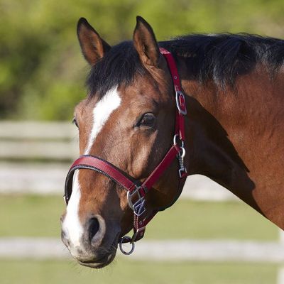Bitz Padded Headcollar