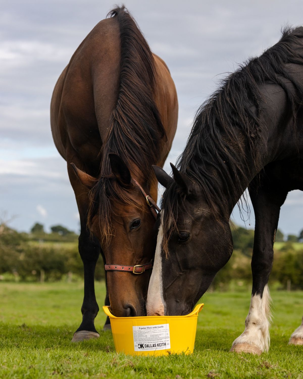 Dallas Keith Equine Flexi Garlic Tub 12.5kg