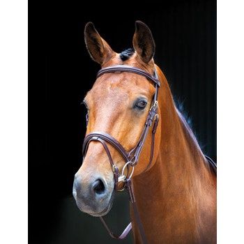 Bodenham Bridle