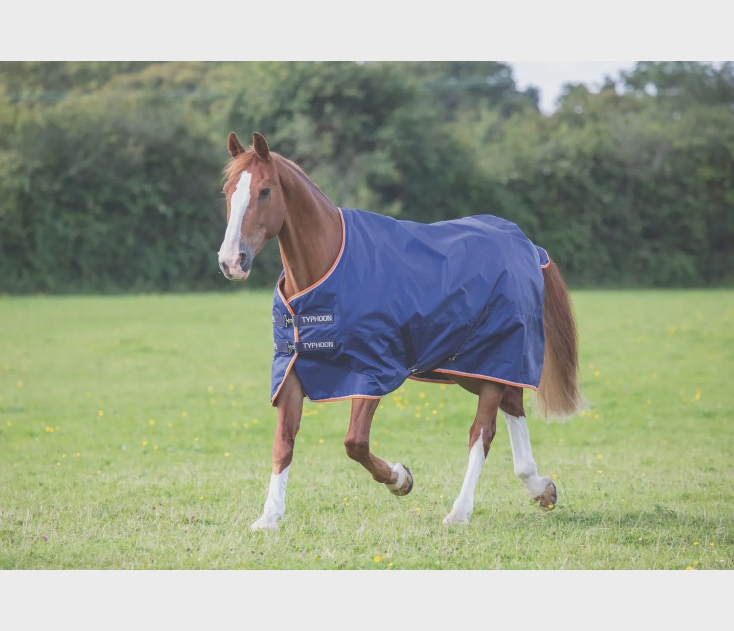Shires Typhoon 100 Std
