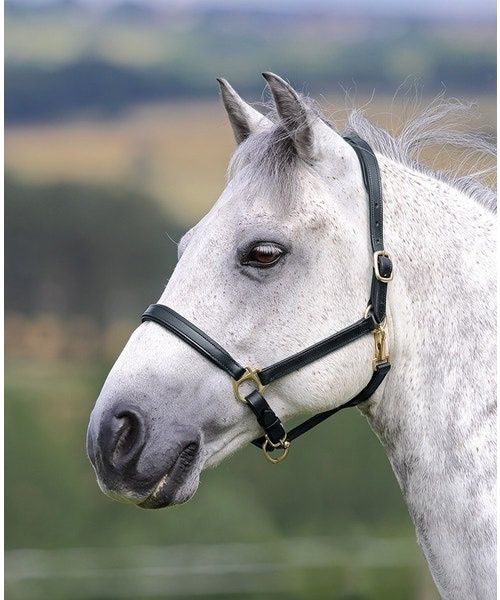 Leather Headcollar
