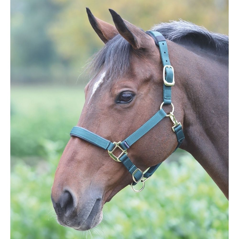 Topaz Nylon Headcollar