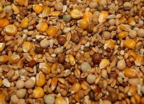 Breeding 20kg