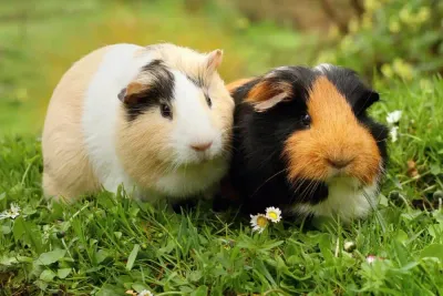 Small Animal