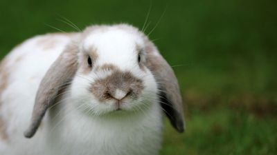 Rabbit