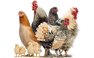 Poultry