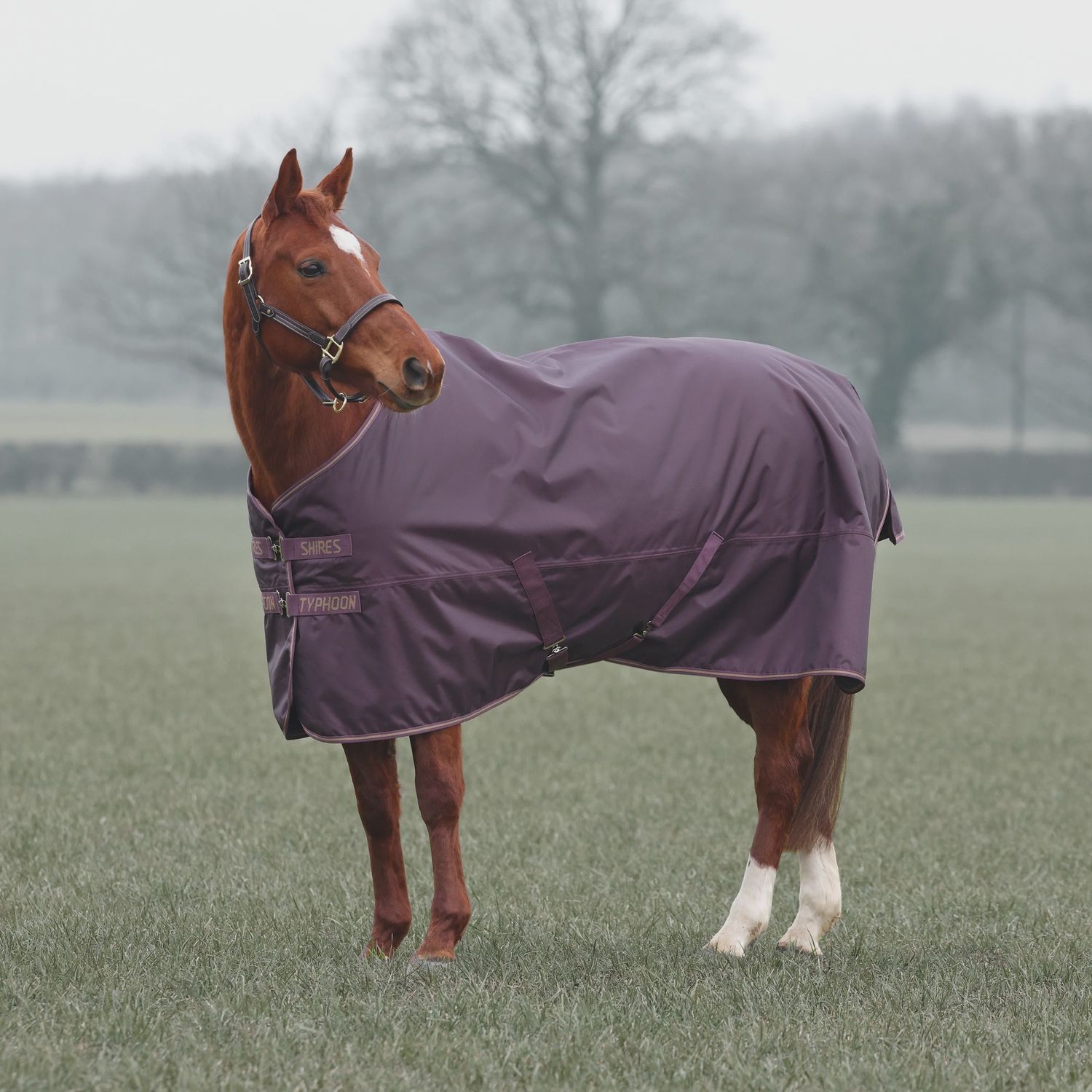 Shires Typhoon 100 Std