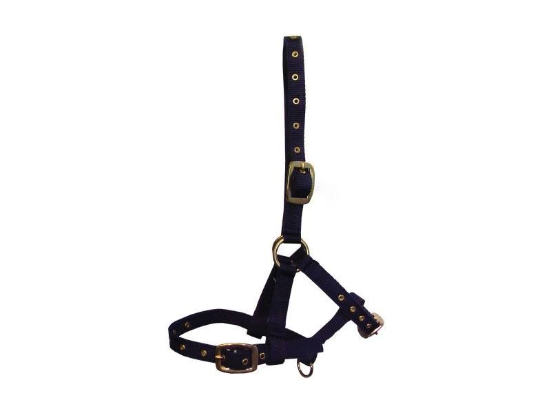 Hy Foal Headcollar