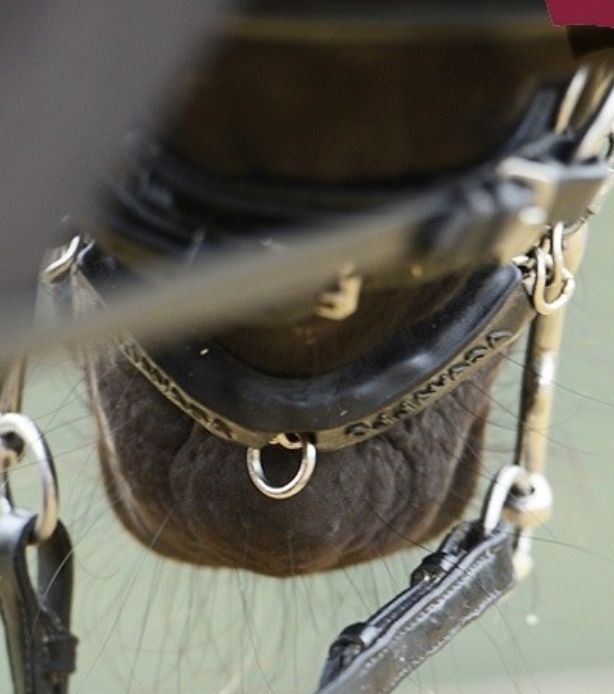 Acavallo gel chain guard