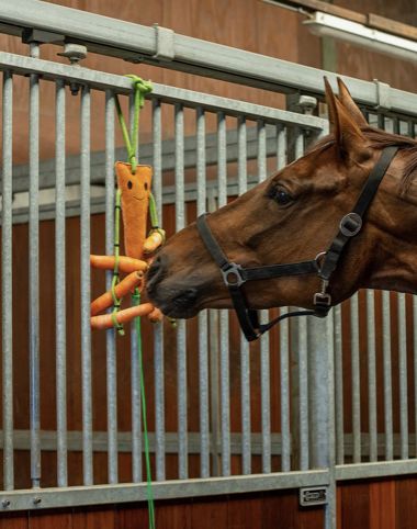 QHP Horsetoy Carrot with haynet