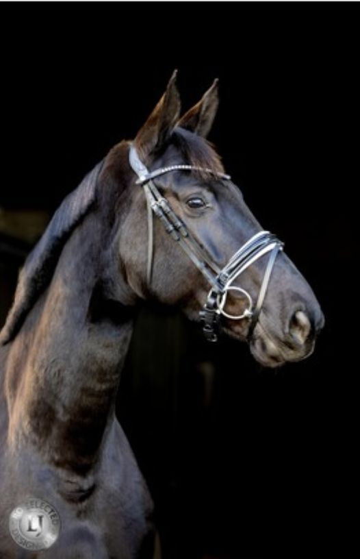 LJ Pro Selected hoofdstel sunline black lak