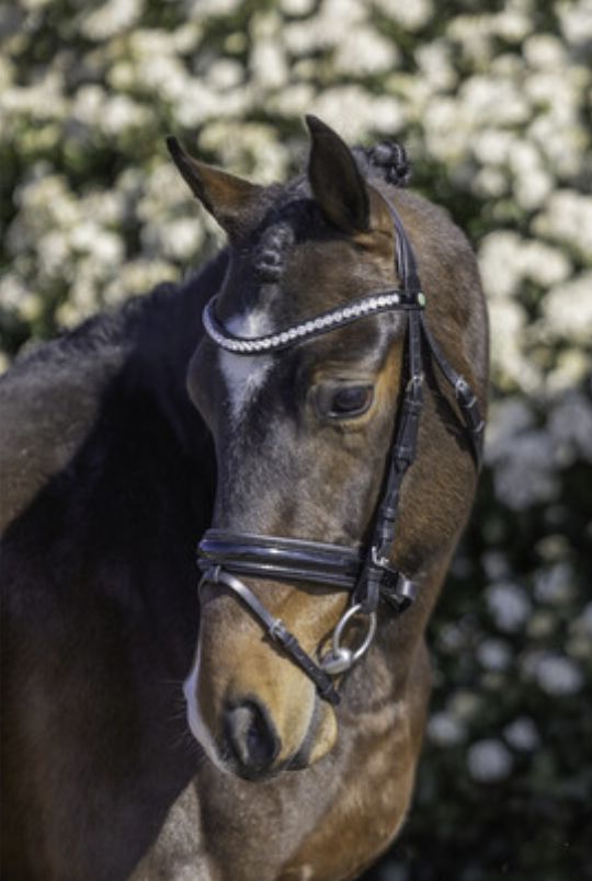 LJ hoofdstel Rocky lak