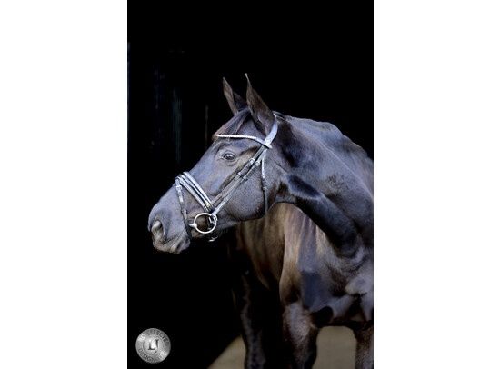 LJ Pro Selected hoofdstel sunline Silver lak