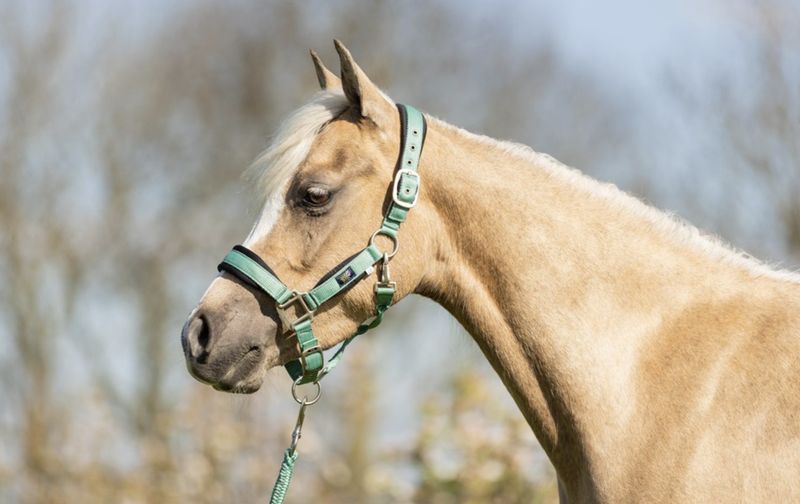 BR Mini horse halster met touw