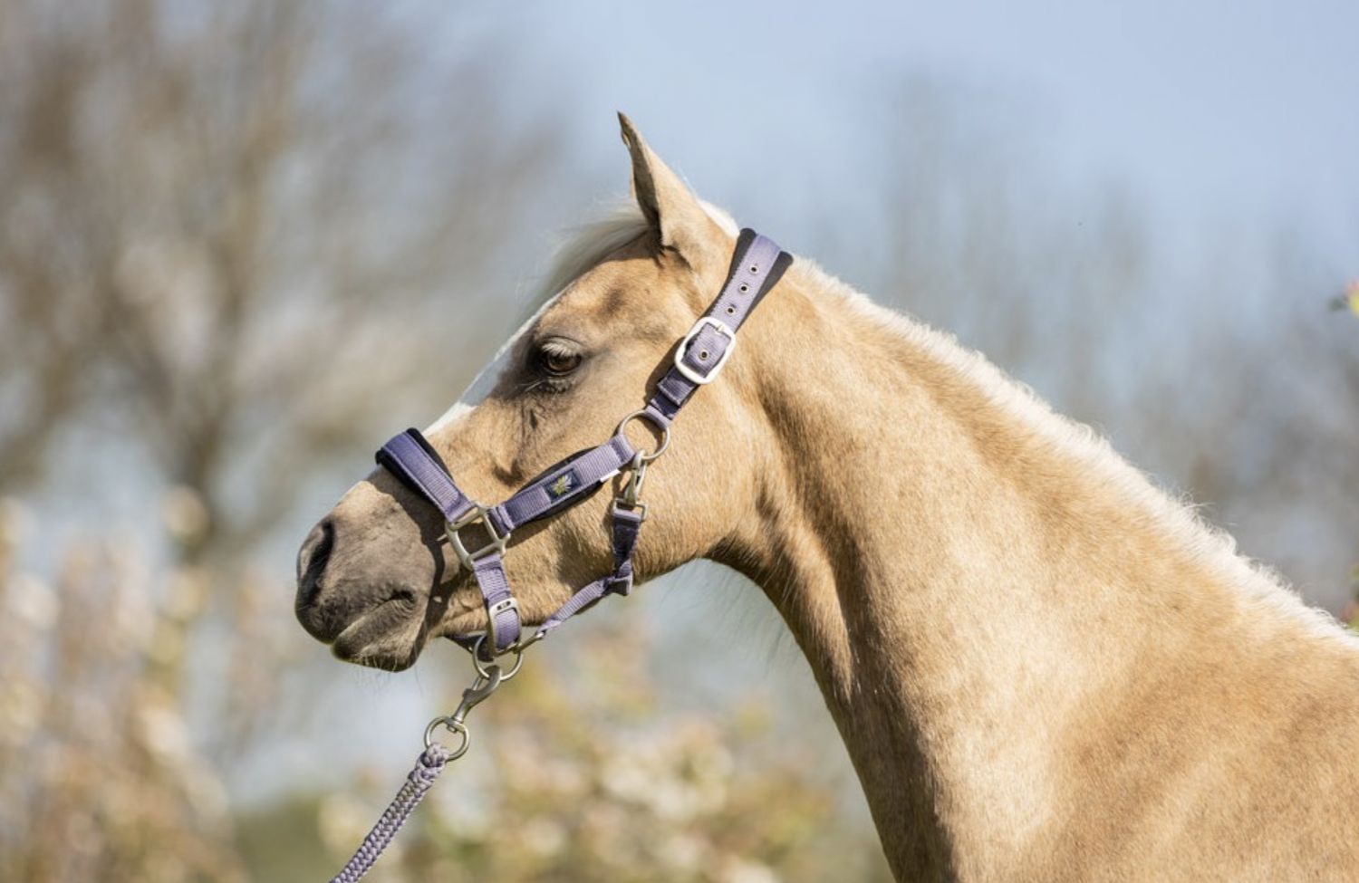 BR Mini horse halster met touw