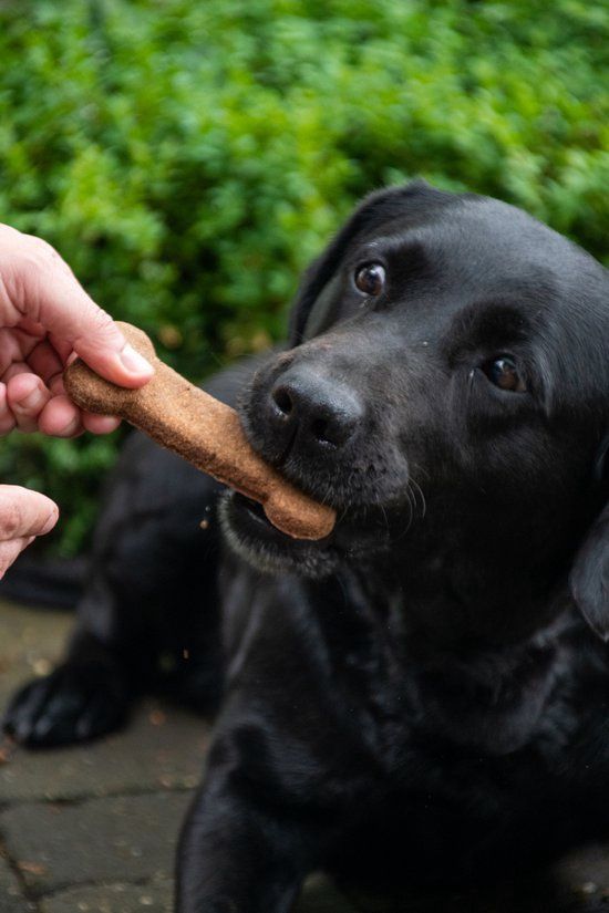 Bugbone the original 6x30gr