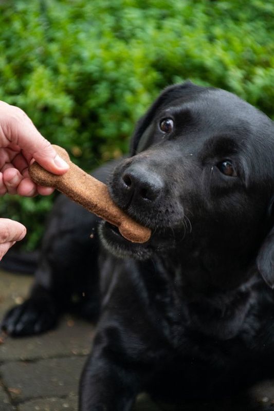 Bugbone the original 6x45gr