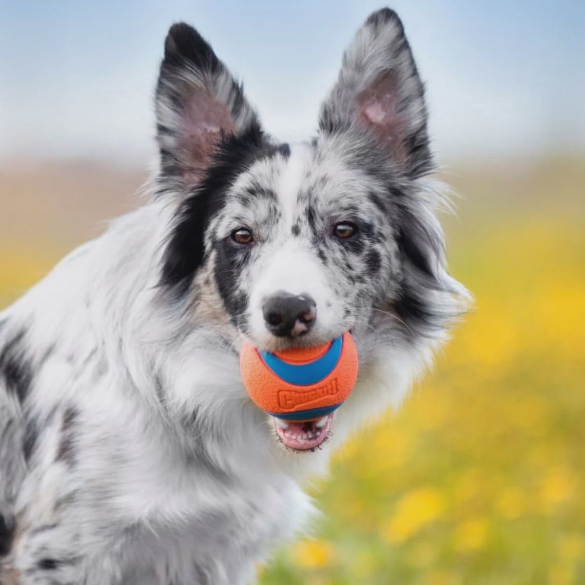 Chuckit ultra ball duo medium