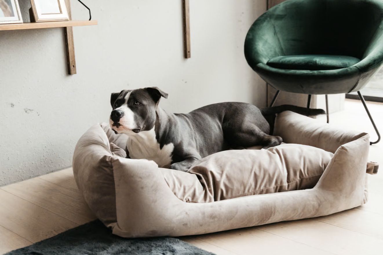 Kentucky dog bed velvet beige S