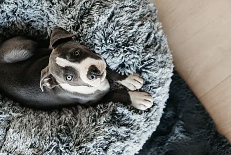 Kentucky dog bed comfort donut