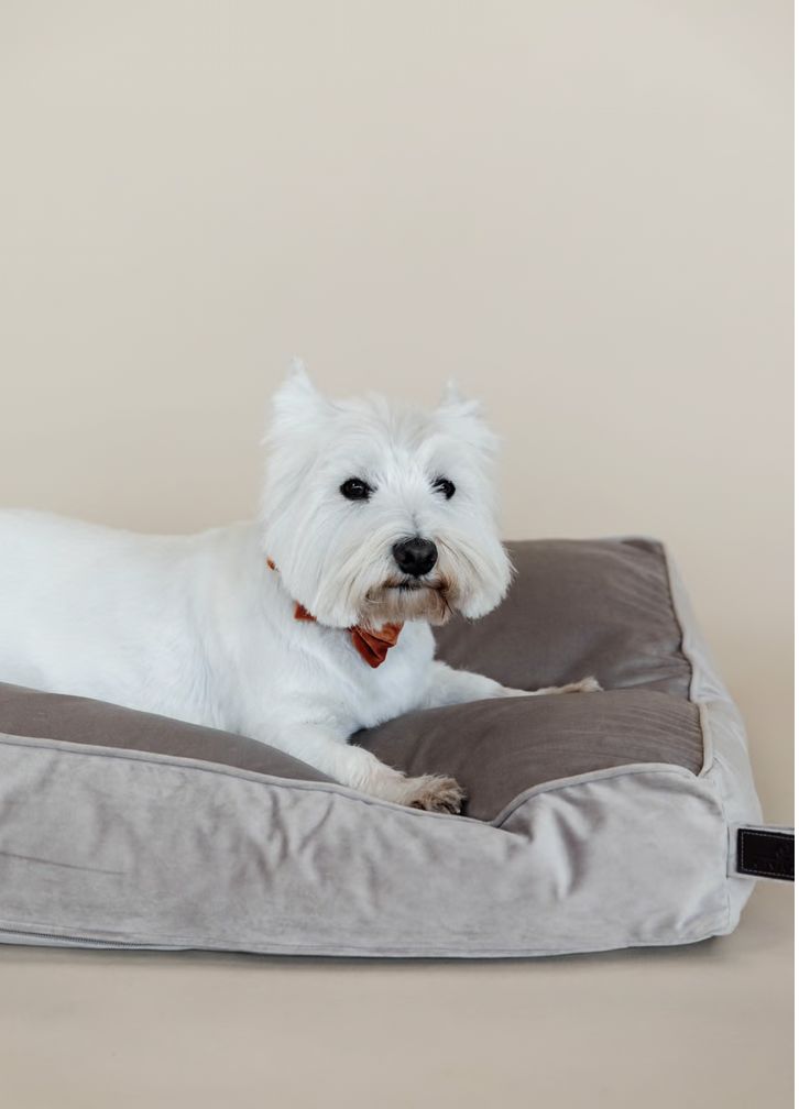 Kentucky dog bed pillow velvet beige S