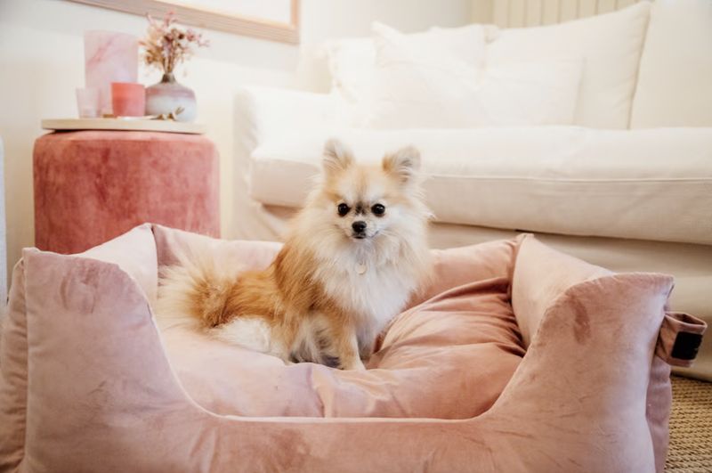 Kentucky dog bed velvet old rose