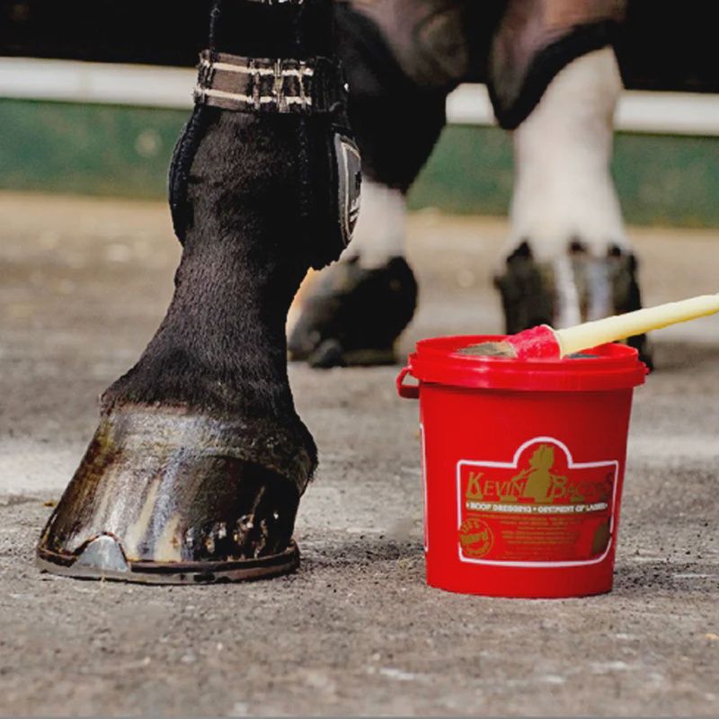 Kevin Bacon’s Hoof Dressing hoefvet