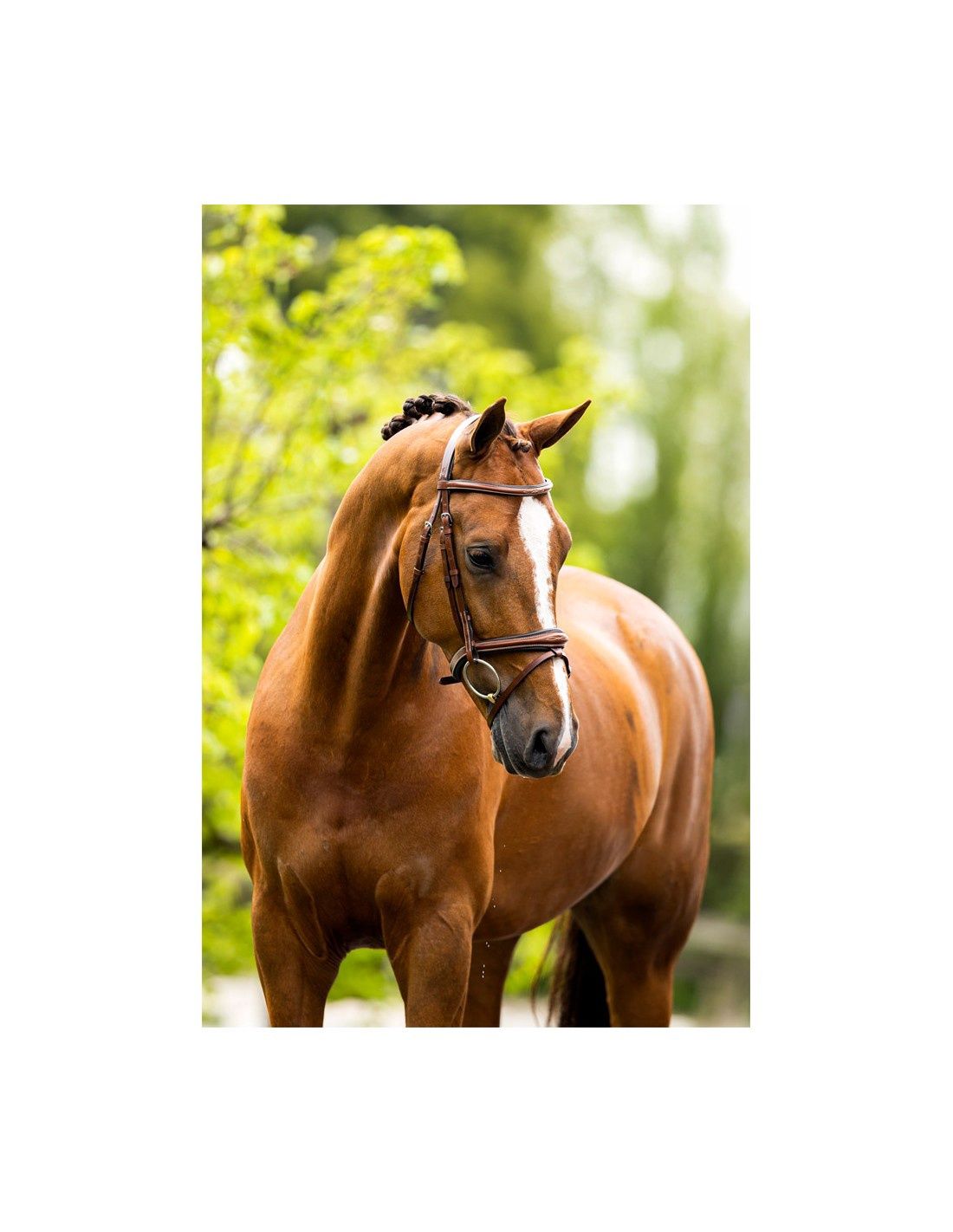 BR hoofdstel Cheltenham