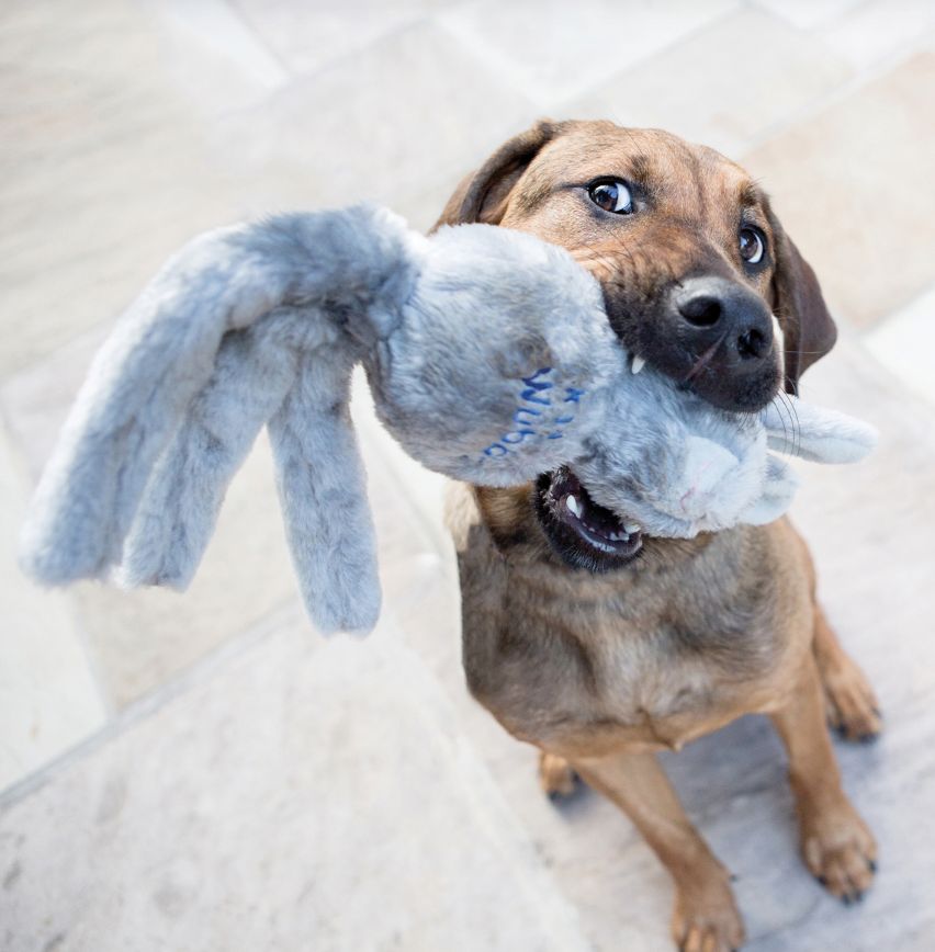 Kong Wubba friends L