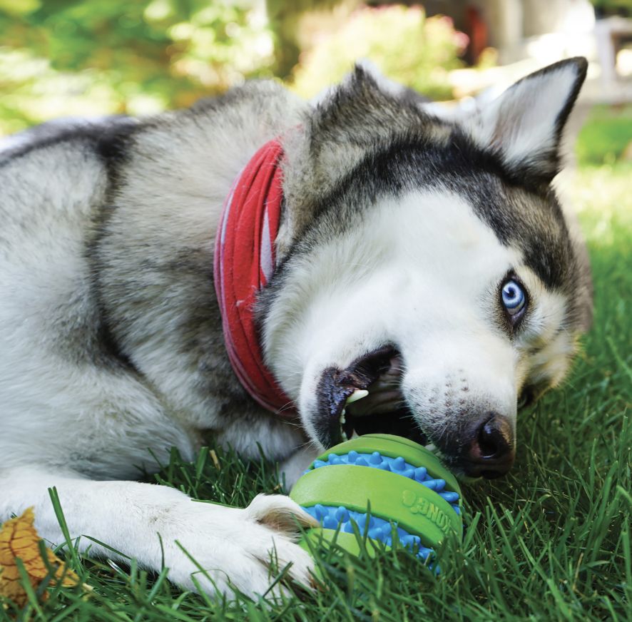 Kong goomz squeezz bal xl