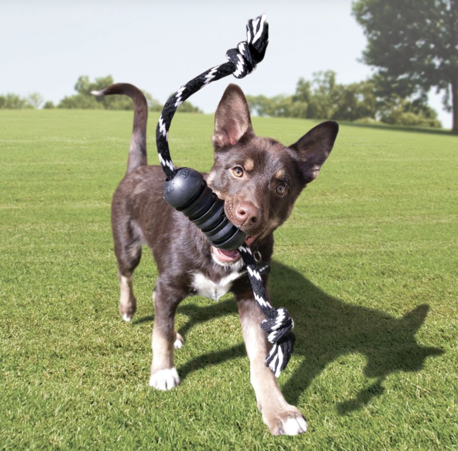 Kong dental with rope M extreme