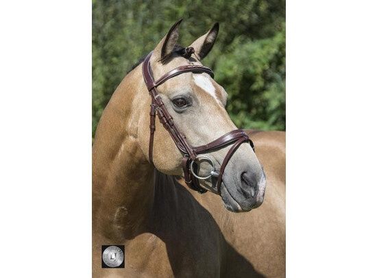 LJ Pro Selected Legacy Primus australian nut