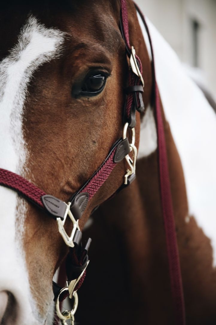 Kentucky plaited nylon halster