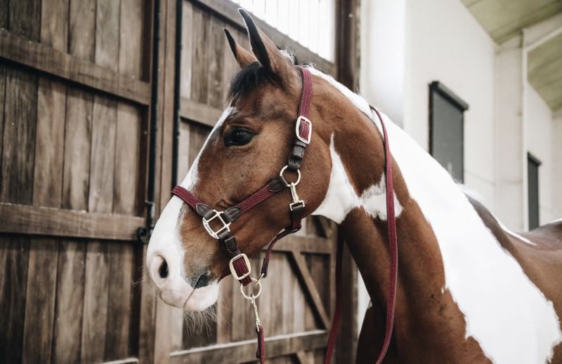Kentucky plaited nylon halster