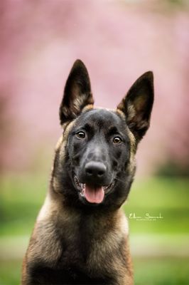 Halsbanden &amp; leibanden