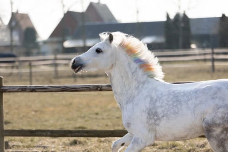 Paardenpraat haarkrijtjes