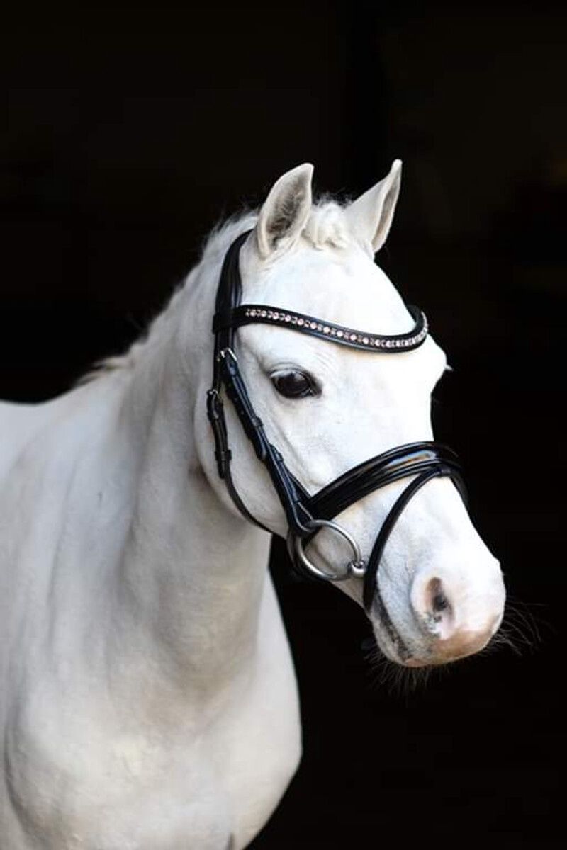 LJ hoofdstel pink dream Shetland