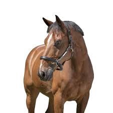 Norton pro lederen halster