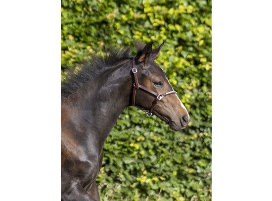 LJ mini Crystal halster