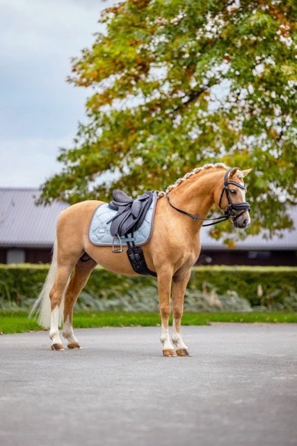 Equestrian Stockholm jumping ice blue pearls
