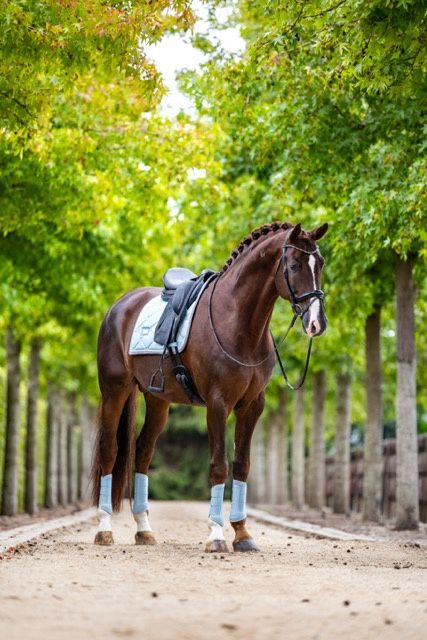 Equestrian Stockholm dressage ice blue