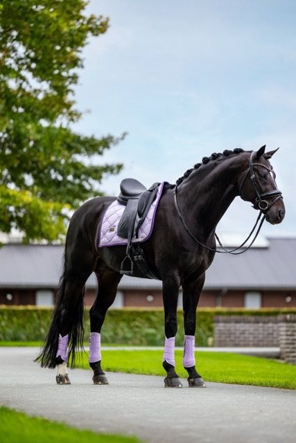 Equestrian Stockholm dressage lavender