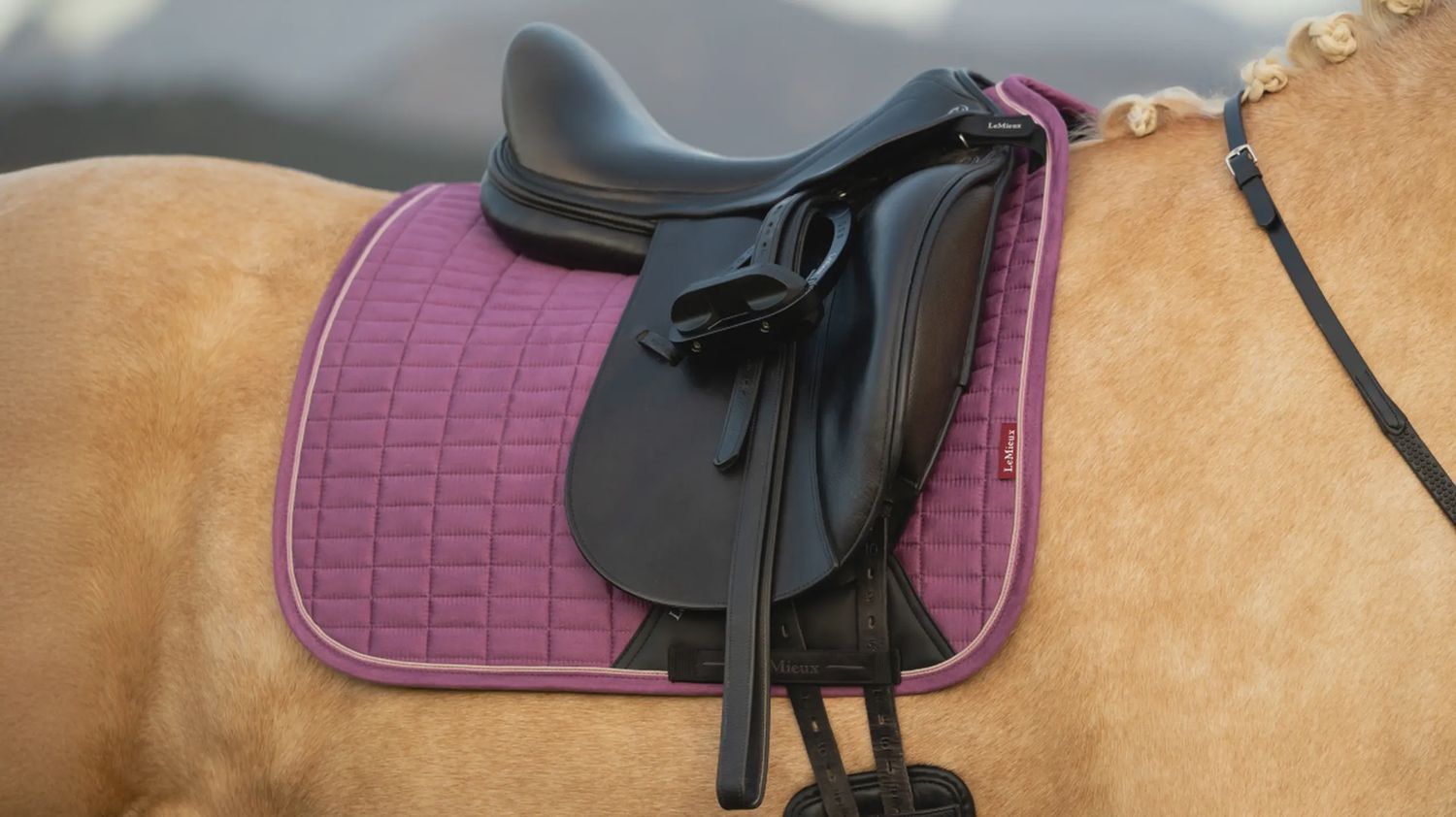 Lemieux suède dressage mallow L