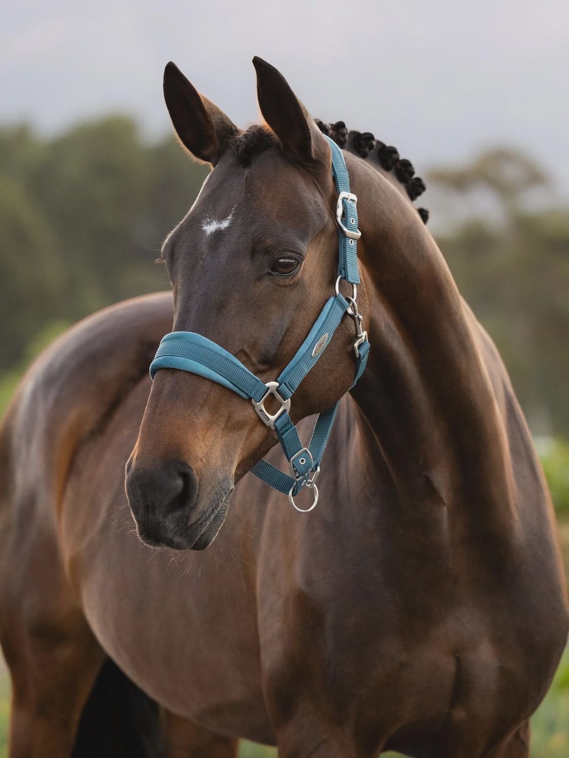 Lemieux versailles halster