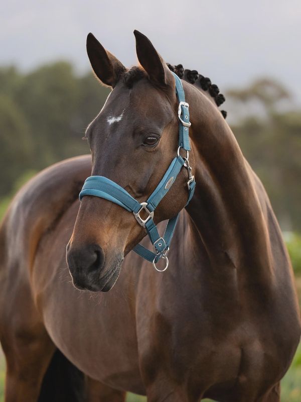 Lemieux versailles halster