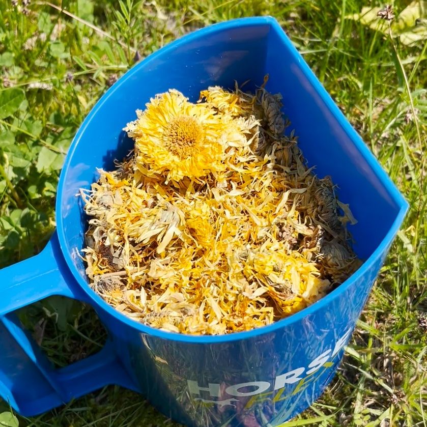 Horseflex Goudsbloem