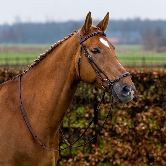 Trust Barcelona drop noseband