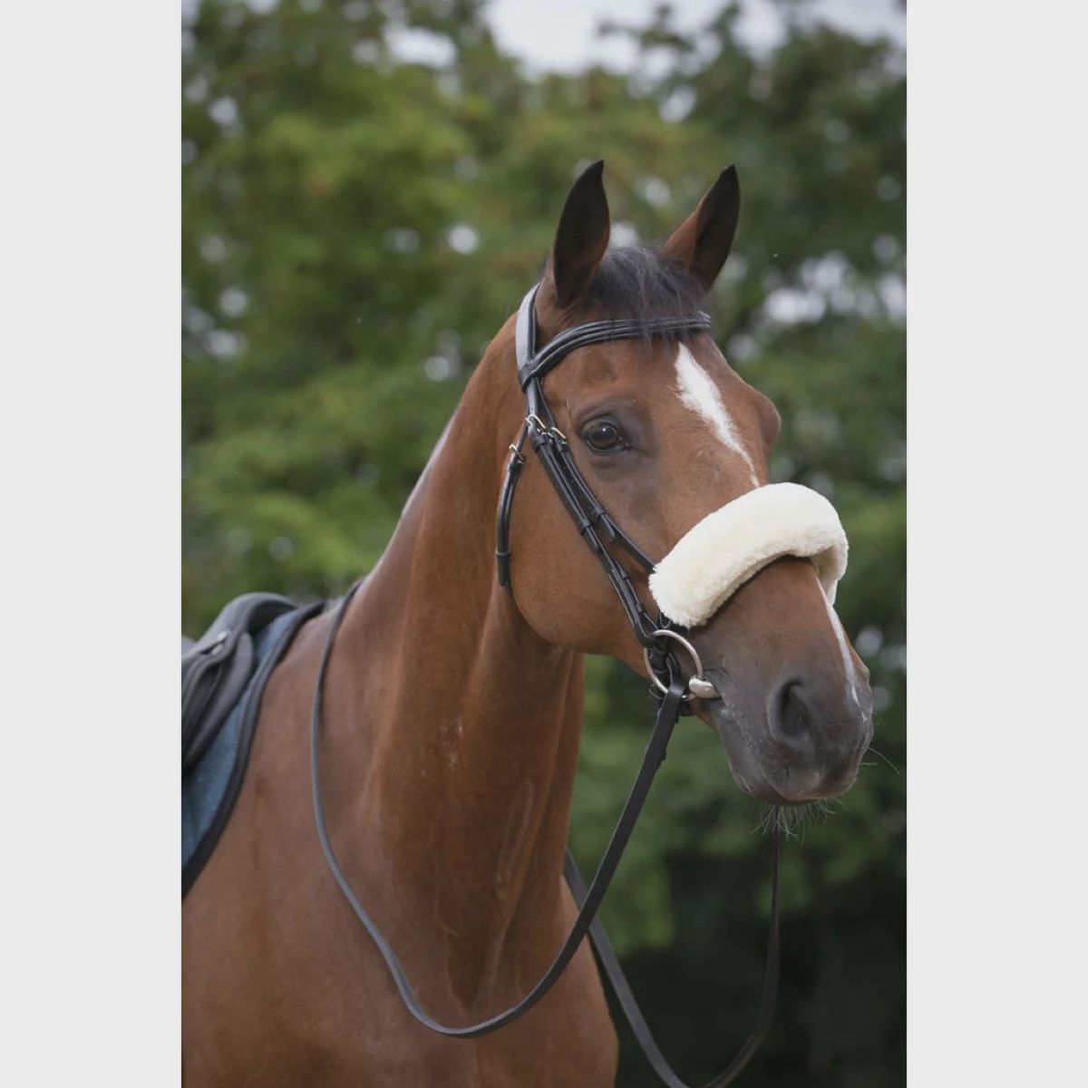 Equitheme neusbontje