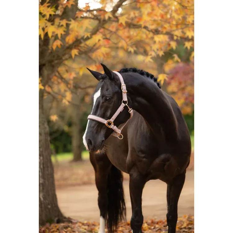 Lemieux Essence headcollar Wild Rose