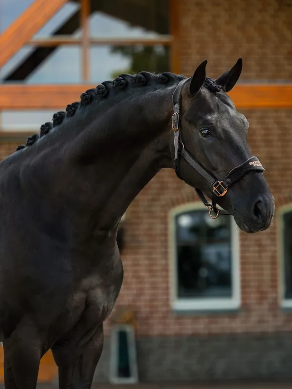 Equestrian Stockholm fleece halster black blush